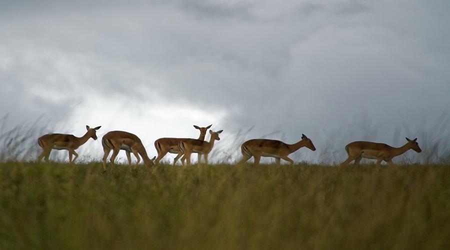 does the tour price include international flights for safari tours